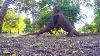 When Animals Go On A Rampage And Got Caught On Camera!