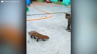 Times Animals Messed With Wrong Opponents !