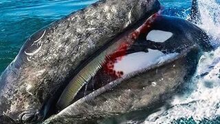 Times Sea Animals Messed With The Wrong Opponent !